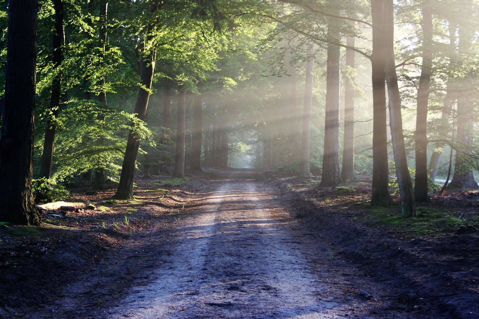 A nature photograph showing trees surrounding a straight path with light shining through